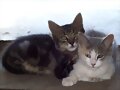 Motaro &amp; Kitana