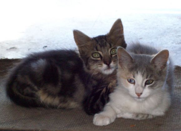 Motaro & Kitana