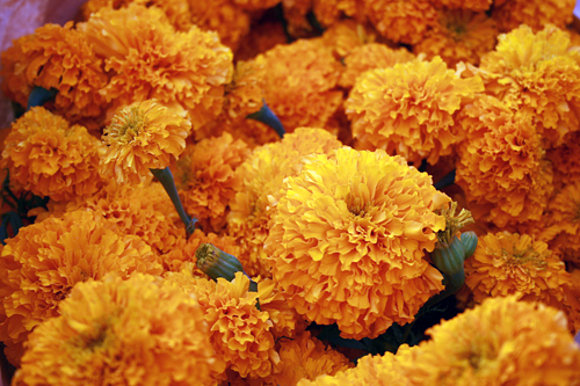 las flores de simpasuchil