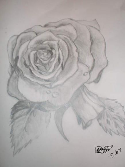 foto dibu rosa