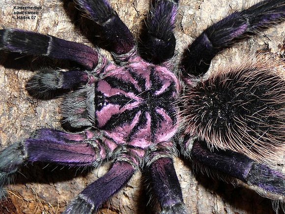 Tarantula Gitane Demone