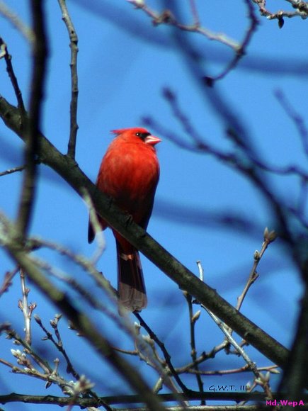 PájAroS RoJoS