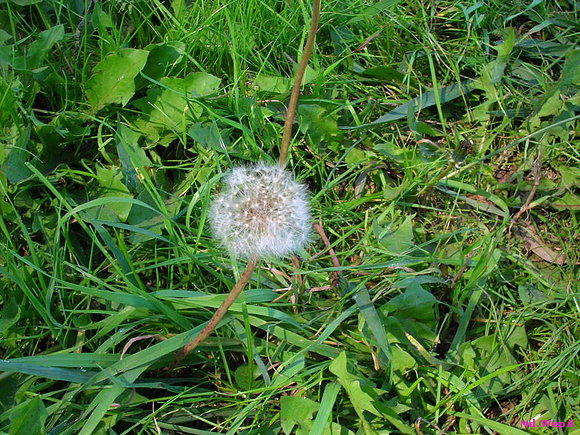 Desconocida