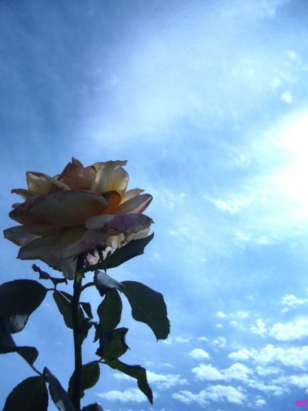 CoMo Besand0 el CielO