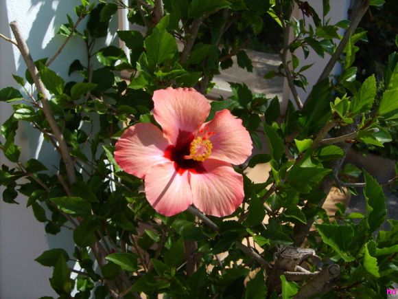 FlorecitA