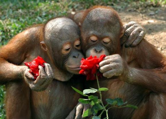 El amore