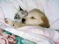 tierno