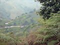 otra de LA LINEA