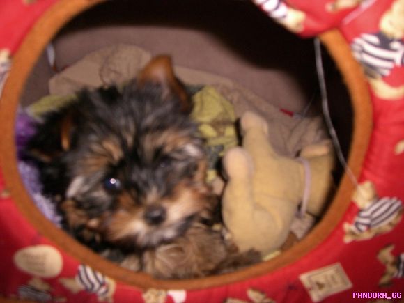LUA EN SU CASITA