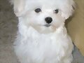 Bichon Maltes