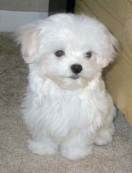 Bichon Maltes