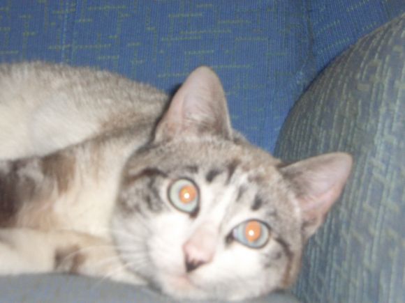 Mi lindo gatito