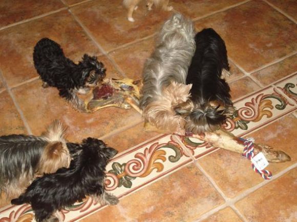 queremos jamonn