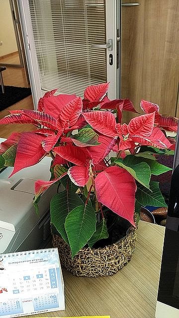 FELIZ NAVIDAD!!!!!!!