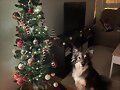 La Navidad est&aacute; llegando!!!!!!!