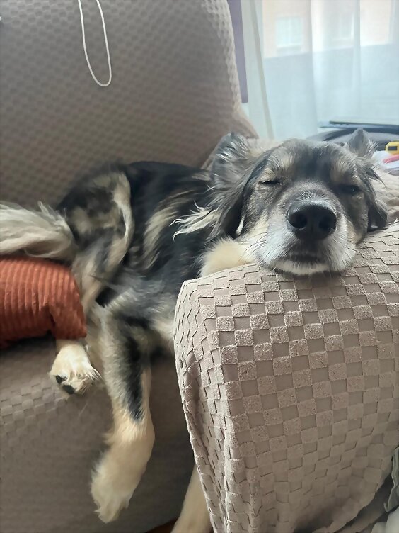 Jueves, ya queda menos 😍 Tango descansando...