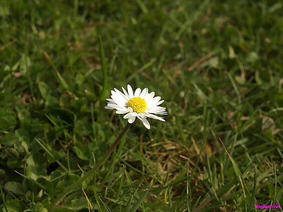 La primavera.