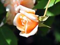 Esta flor es para todos vosotros