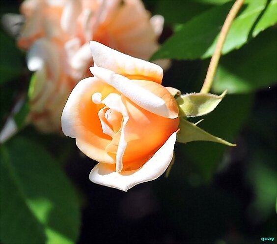 Esta flor es para todos vosotros