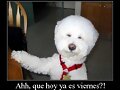 Viernes y sigue lloviendo... jopeeeeeeee