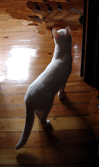 gato de jo