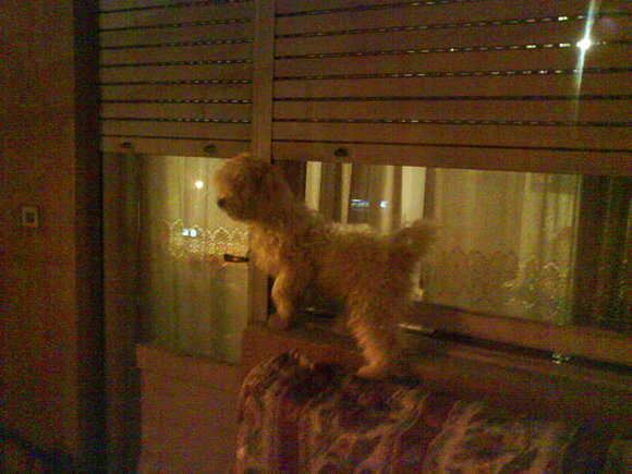 Mi Mascota Canina