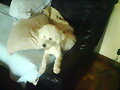 Una de mis 3 mascotas