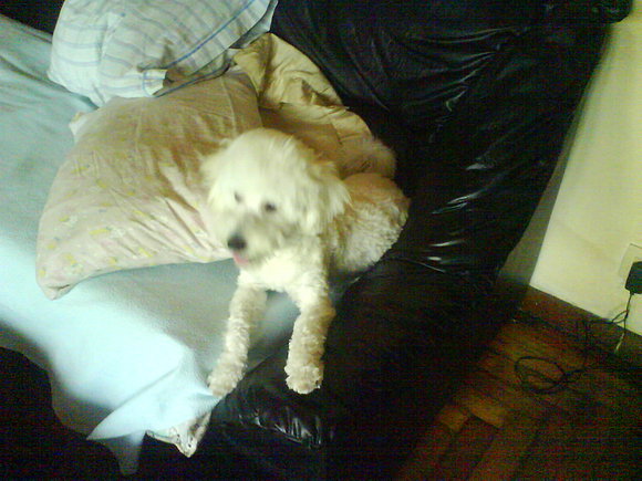 Una de mis 3 mascotas
