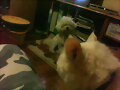 Mis Mascotas