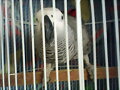 RAS MI LORO