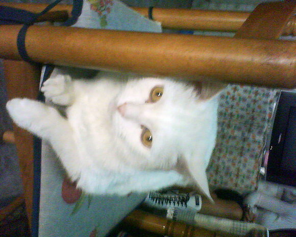 FIGARO MI GATO
