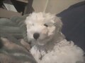 Mi Mascota