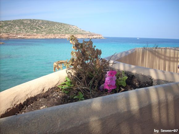 flores secas en el bar de la playa