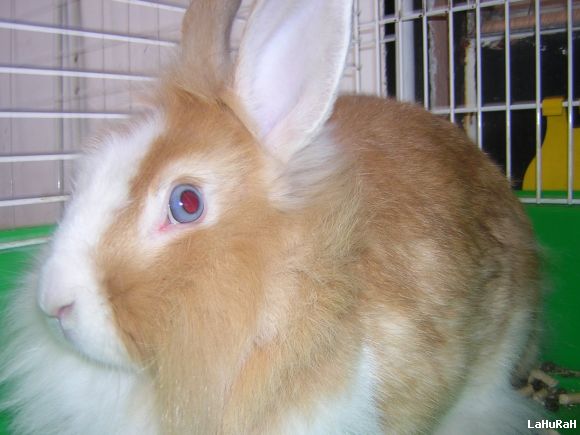 MiMi
