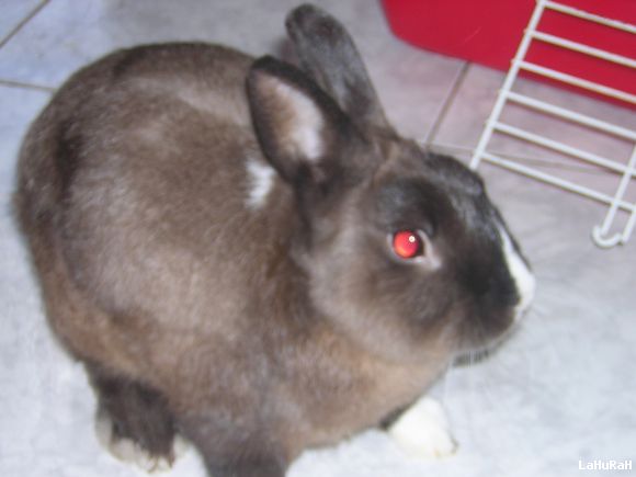 Roco
