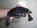 CARETTOCHELYS INSCULPTA