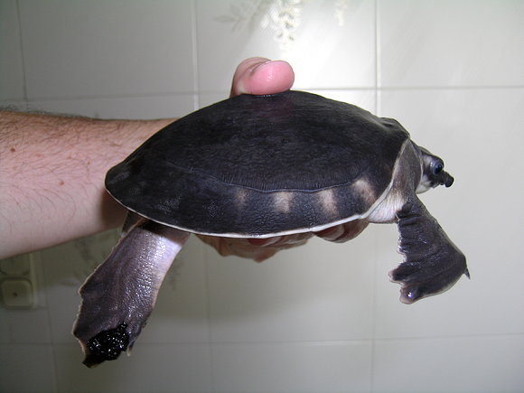 CARETTOCHELYS INSCULPTA