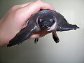 CARETTOCHELYS INSCULPTA