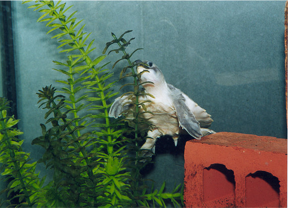 CARETTOCHELYS INSCULPTA
