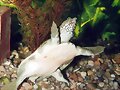PELODISCUS SINENSIS