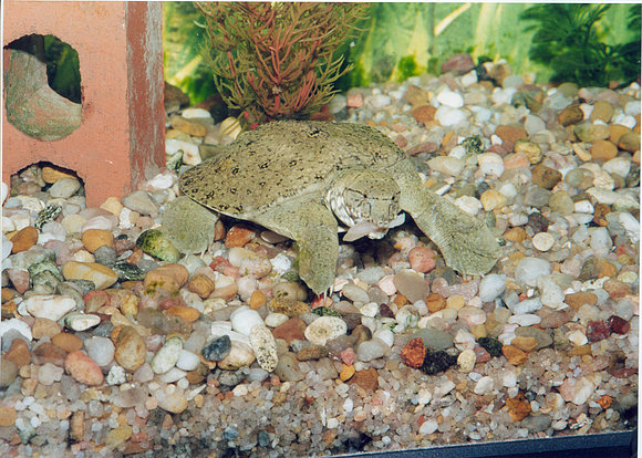 PELODISCUS SINENSIS
