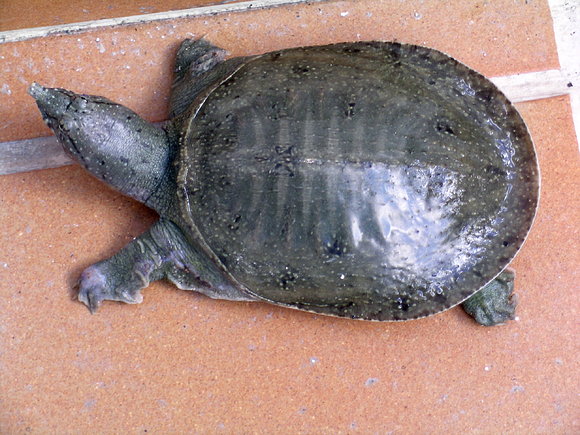 PELODISCUS SINENSIS