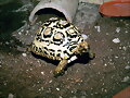 GEOCHELONE PARDALIS