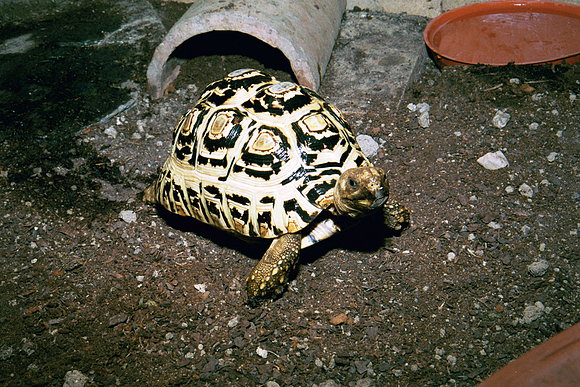 GEOCHELONE PARDALIS