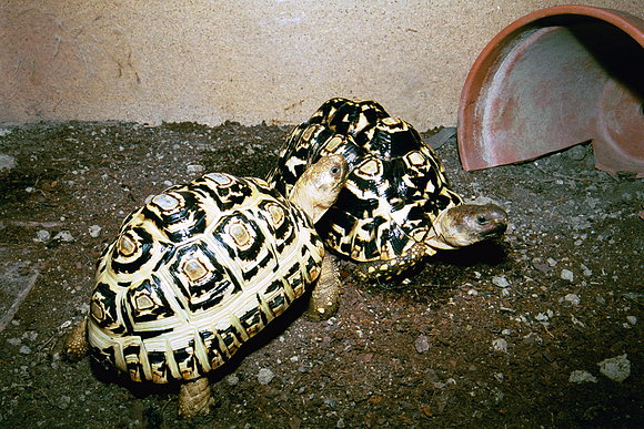 GEOCHELONE PARDALIS