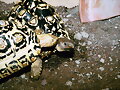 GEOCHELONE PARDALIS