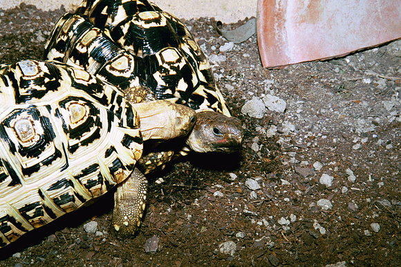 GEOCHELONE PARDALIS