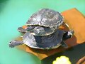 Trachemys Scripta Elegans sobre Trachemys Scripta