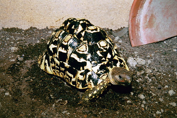 GEOCHELONE PARDALIS
