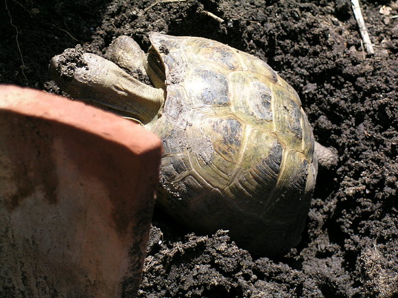 AGRIONEMYS HORSFIELDII